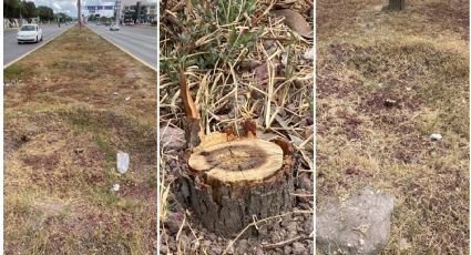 Corta Sergio Baños más de 100 árboles en Pachuca, acusan ciudadanos
