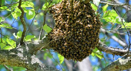 Prohibido en Pachuca fumigar enjambres de abejas