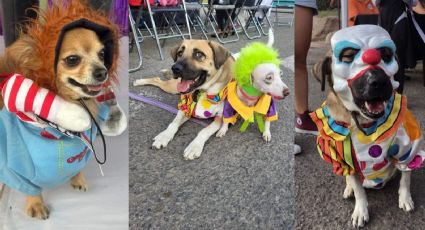 Así se vivió el primer concurso de disfraces del albergue canino Amor Mestizo, en León