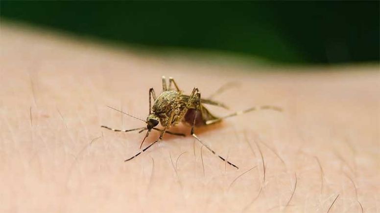 Se disparan casos de dengue en Guanajuato; investigan muerte de menor en Irapuato
