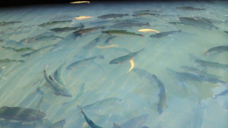 Mortandad de peces en Huasca por aumento en temperatura promedio: secretario