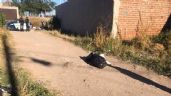León: Hombre iba a tirar basura y encuentra cuerpo embolsado en Valle de las Haciendas