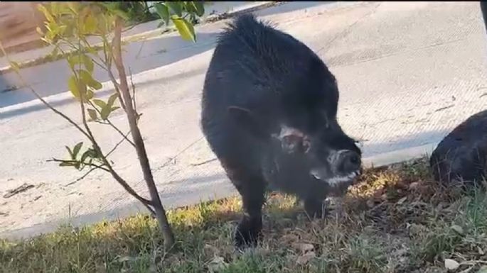 Jabalí pasea por las calles de Celaya en busca de comida VIDEO