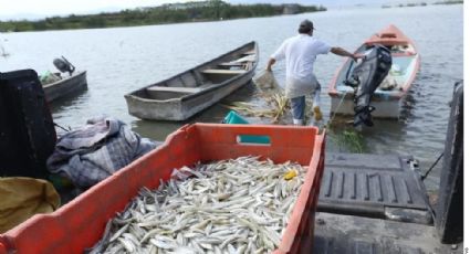 Alertan por crisis en sector pesquero de México; reprochan desatención y sobreexplotación