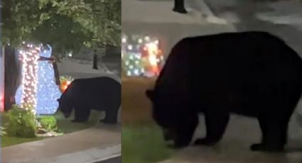 Sorprende a vecinos un oso en sus cocheras; lo graban cuando miraba luces navideñas en Monterrey