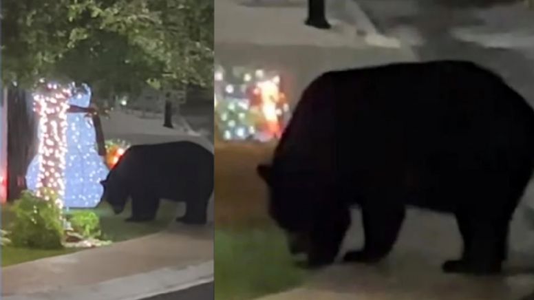 Sorprende a vecinos un oso en sus cocheras; lo graban cuando miraba luces navideñas en Monterrey