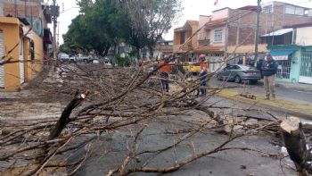 Lluvias en Irapuato provocan caída de árboles en avenidas