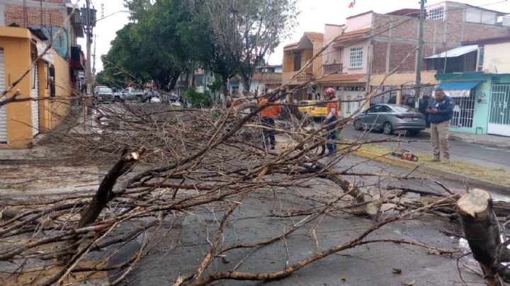 Lluvias en Irapuato provocan caída de árboles en avenidas