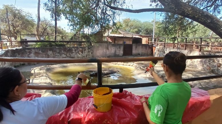 'Enchulan' empleados de Oxxo hábitat de hipopótamos en el Zoológico de León