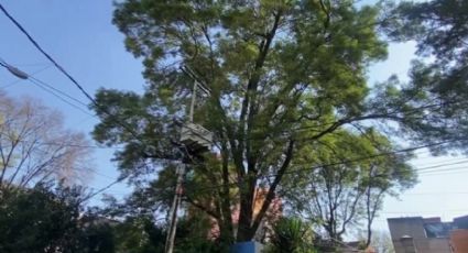Buscan vecinos evitar tala de fresno de 150 años en la CDMX, a través del ‘EugeFest’