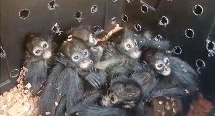 Así salvan de morir a 20 bebés de mono araña escondidos en un camión, los venderían en Tabasco