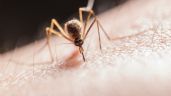 Reporta Hidalgo 8 nuevos casos de dengue en una semana; acumula 627: DGE
