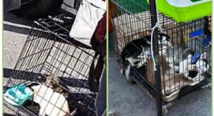 ¡Con los animalitos no! Protesta colectivo por venta de perros en plaza de Toros de Pachuca