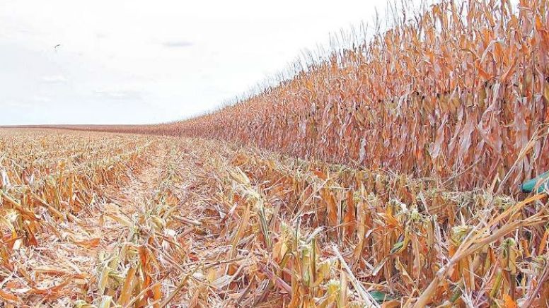 Sustituyen cultivos para afrontar sequía