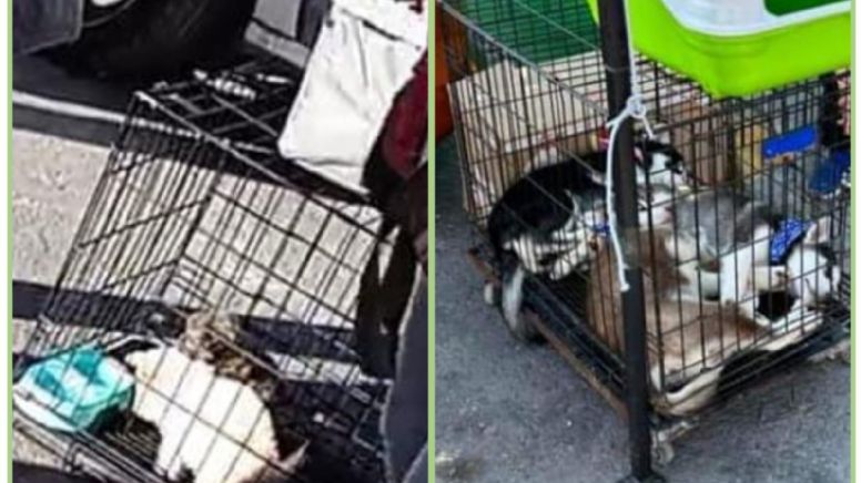 ¡Con los animalitos no! Protesta colectivo por venta de perros en plaza de Toros de Pachuca