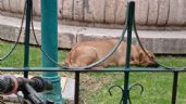 Organizaciones reportan envenenamiento de perros en San Felipe, van al menos 10 animales muertos