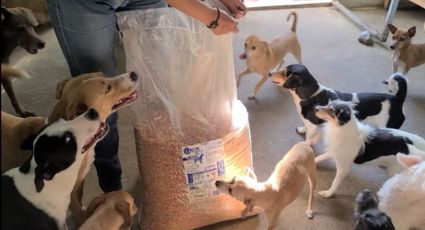 Ayuda a evitar que 52 perritos terminen en la perrera de Celaya