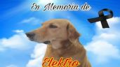 Protección Animal: Muere perro ‘Elektro’ de un infarto; adoptado en tienda Elektra de Coahuila