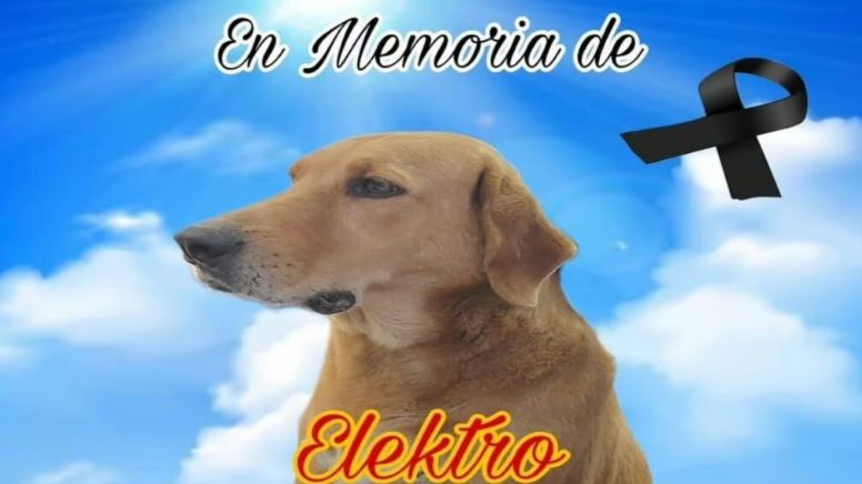 Protección Animal: Muere perro ‘Elektro’ de un infarto; adoptado en tienda Elektra de Coahuila