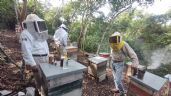 ¡Con las abejas no! Admiten apicultores baja producción de miel este año