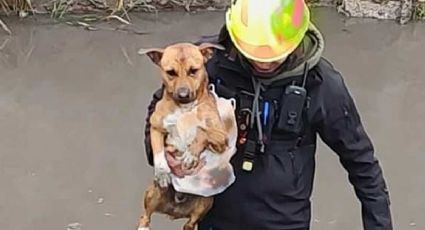 Rescatan a perrito atrapado en Arroyo de las Liebres en León
