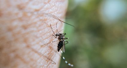 Suma Hidalgo 619 casos de dengue; baja incidencia en noviembre: DGE