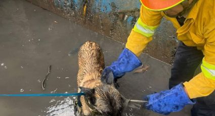 Rescatan a otro perrito en León; este estaba en el arroyo del bulevar Timoteo Lozano