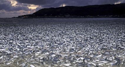Sardinas muertas saturan playa en norte de Japón; desconocen las razones