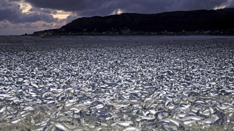 Sardinas muertas saturan playa en norte de Japón; desconocen las razones