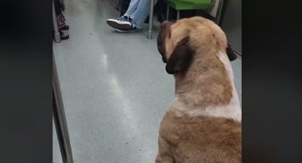 Metro de la CDMX: Perro amenaza a policías para no ser bajado del tren