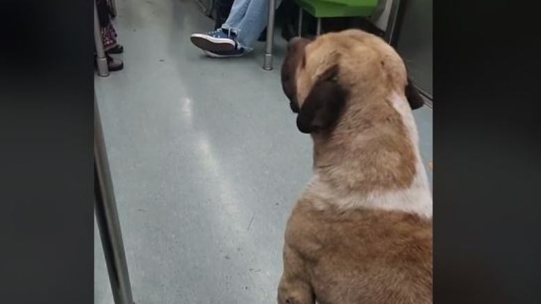 Metro de la CDMX: Perro amenaza a policías para no ser bajado del tren