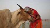 India ya no llama a abrazar vacas en San Valentín