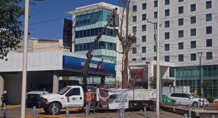 Retiran árboles secos del bulevar López Mateos