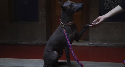 Xolo: ‘Dios’, amigo y guía, un canino ancestral de México que vive entre nosotros