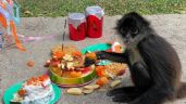 ¡Feliz cumpleaños, "Piojo"! Llevan pastel y regalos a mono araña en el zoológico de Moroleón