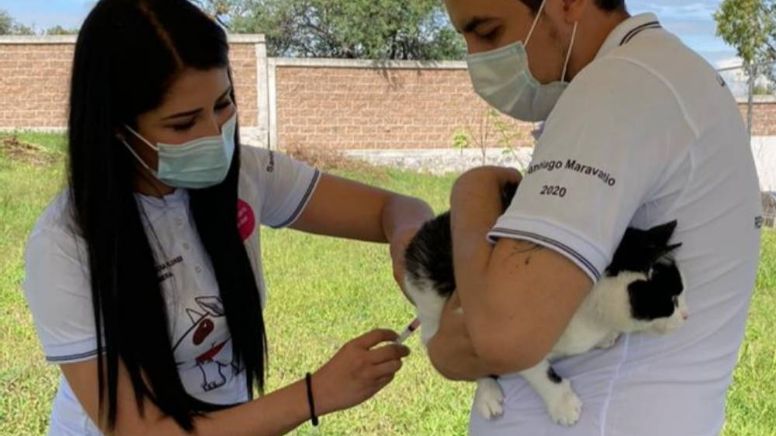 Analizan a mil 800 animales por rabia en Guanajuato; todos han sido negativos