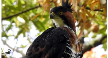 Águila elegante en peligro de extinción es detectada en Manantlán