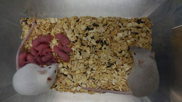 Ciencia: científicos crean por primera vez ratones con dos machos