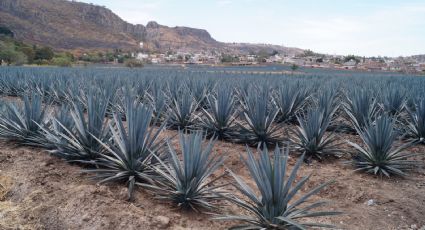 Hay menos maíz, cebollas y lechugas; prefieren sembrar agave en Guanajuato