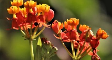 ¡Alimentemos a las abejas!: plantas que florecen todo el año
