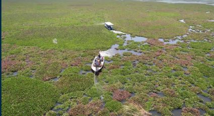 Hasta la vista, lirio: lancheros y drones fumigarán laguna de Yuriria