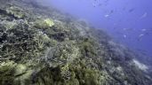 Firma ONU primer paso importante para frenar la extinción de especies en alta mar