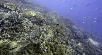 Firma ONU primer paso importante para frenar la extinción de especies en alta mar