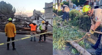 Fuertes vientos en León derriban 21 árboles y un espectacular
