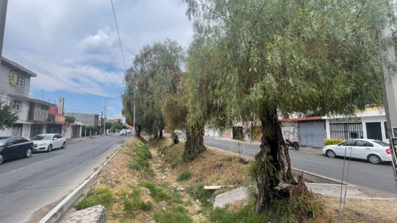 Vecinos de la avenida Salvador Ortega temen que se caigan árboles