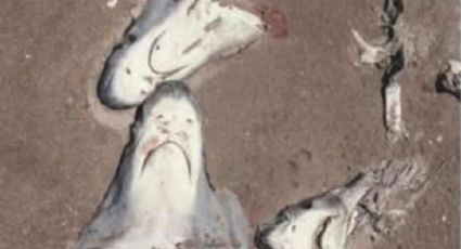 Indigna matanza de tiburones y mantarrayas en Sonora
