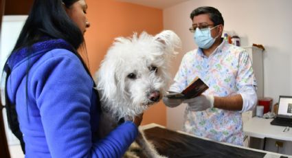 Invitan a vacunar mascotas contra la rabia