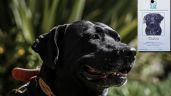 Cuco, un perro migrante chiapaneco, fue contratado por el IMSS