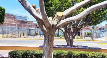 Se quejan ciudadanos de Moroleón por falta de riego en el parque Guanajuato