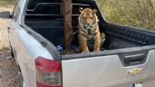 Rescate animal: encuentran a tigre bengala tras estar encadenado a camioneta en Culiacán